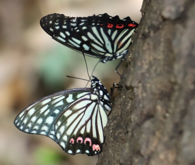 団地前のクヌギ_アカボシゴマダラのペアｰラブラブ昼下がりのデート-見つめ合って 2021年８月1日 13時25分頃 気温34度